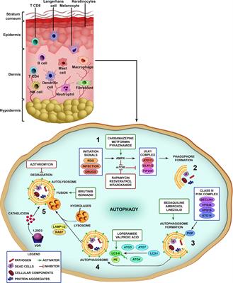 Autophagy as a Target for Drug Development Of Skin Infection Caused by Mycobacteria